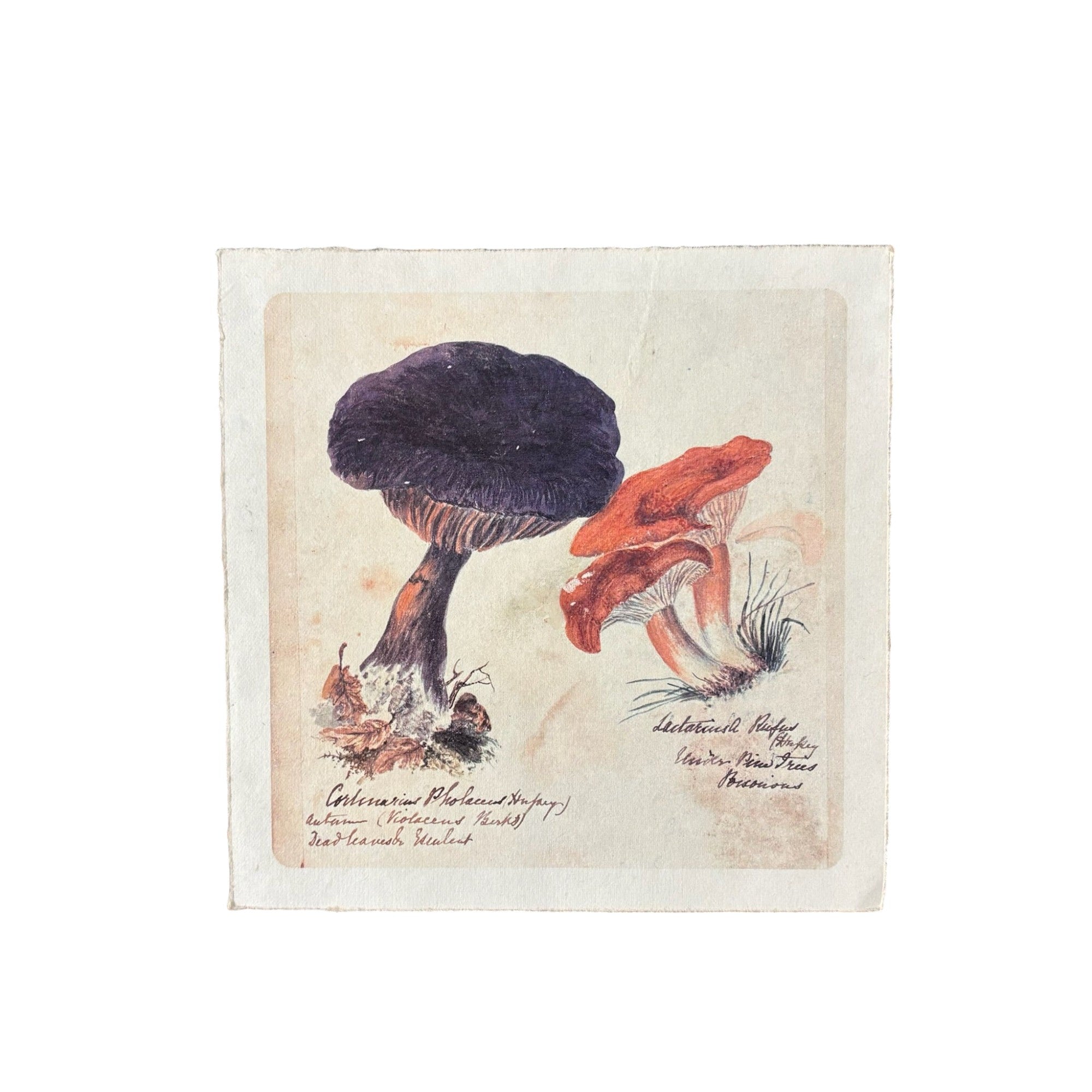 Shroom Trio - Flora & Fauna Collection - 8x8