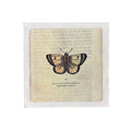 Yellow Butterfly - Flora & Fauna Collection - 8x8