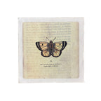 Yellow Butterfly - Flora & Fauna Collection - 8x8