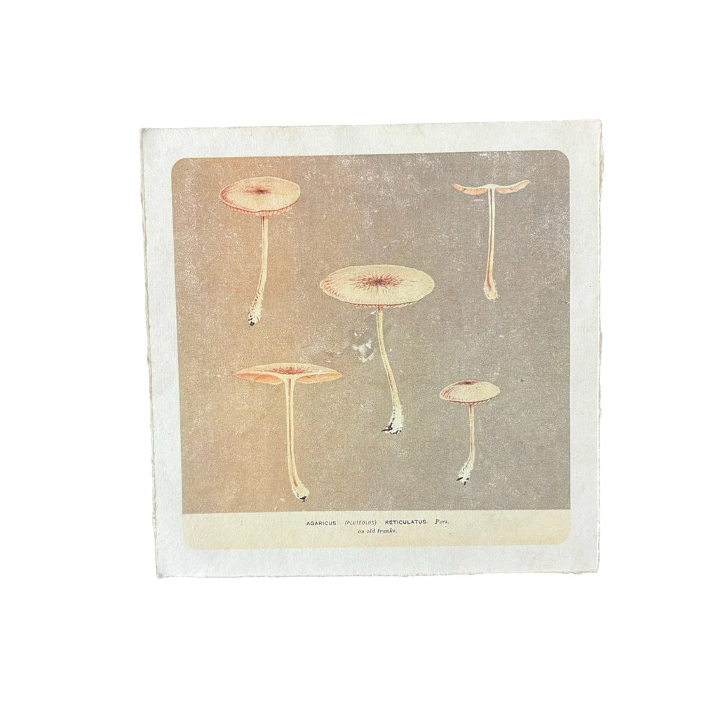 Skinny Shrooms - Flora & Fauna Collection - 8x8