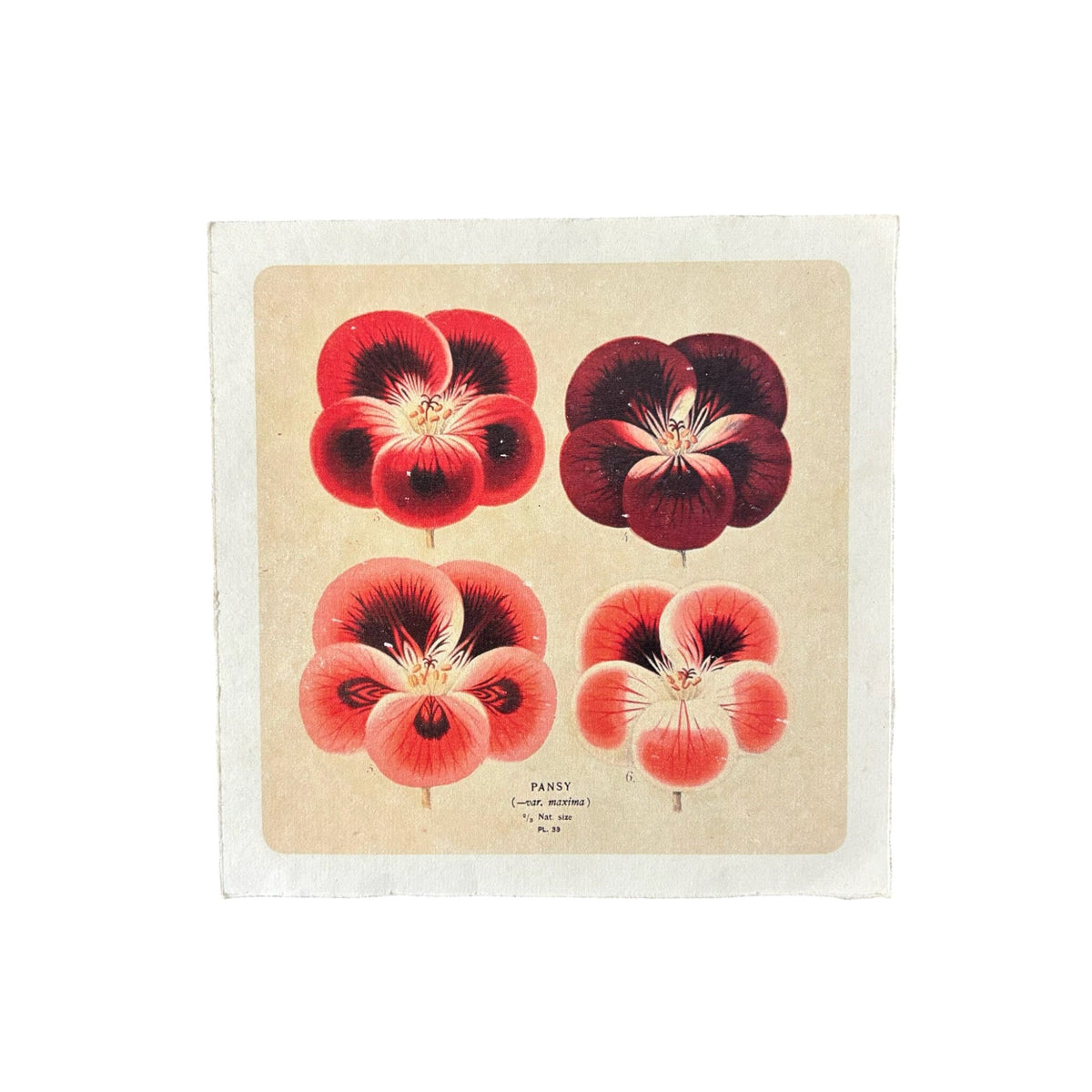 Red Pansies - Flora & Fauna Collection - 8x8