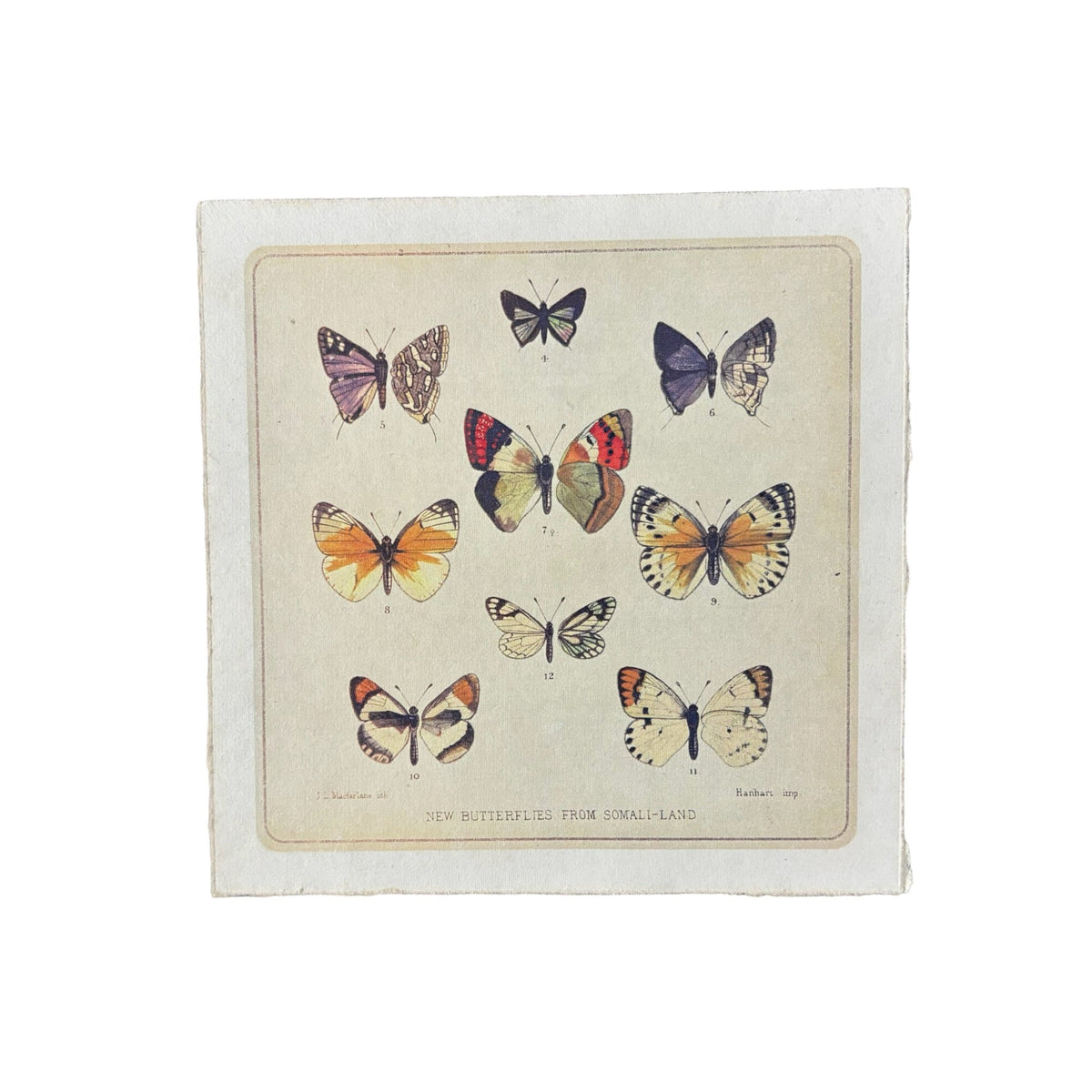Flora & Fauna 8 x 8