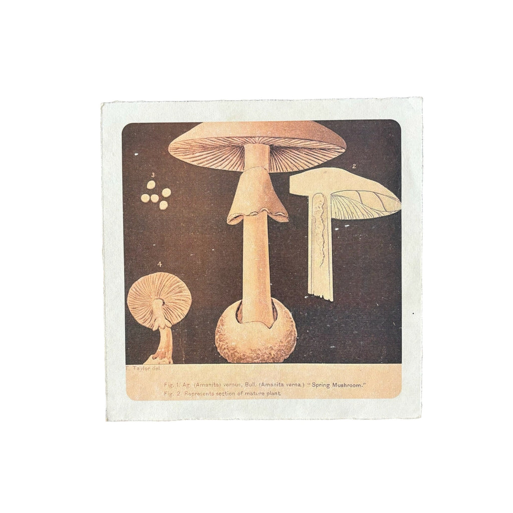 Shrooms on Olive - Flora & Fauna Collection - 8x8