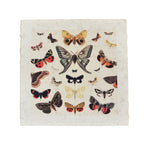 Dancing Butterflies - Flora & Fauna Collection - 11x11