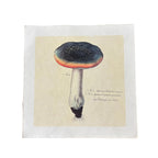 Rainbow Shroom - Flora & Fauna Collection - 11x11