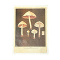 Shroom Roots - Flora & Fauna Collection - 12x16