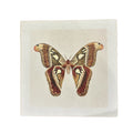 Brown Moth - Flora & Fauna Collection - 11x11