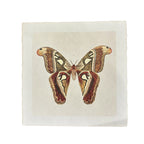 Brown Moth - Flora & Fauna Collection - 11x11