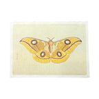 Yellow Moth - Flora & Fauna Collection - 16x12