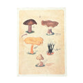 Neutral Shrooms - Flora & Fauna Collection - 12x16