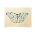 Light Blue Butterfly - Flora & Fauna Collection - 16x12
