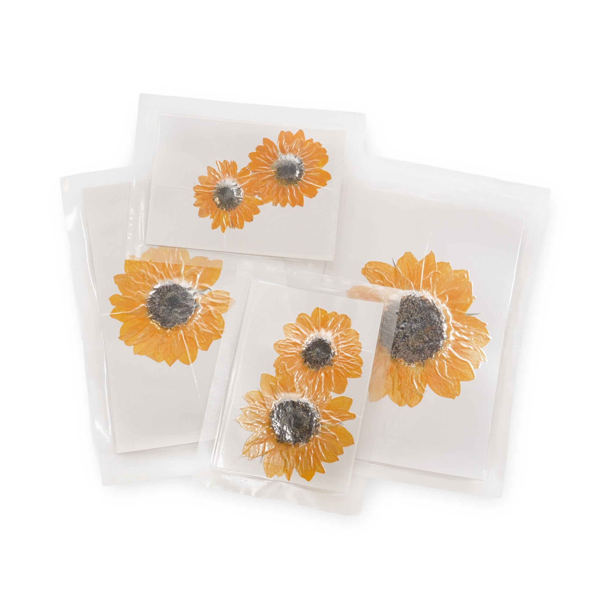 Large Pressed Botanicals- Sunflower