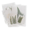 Large Pressed Botanicals- Fern