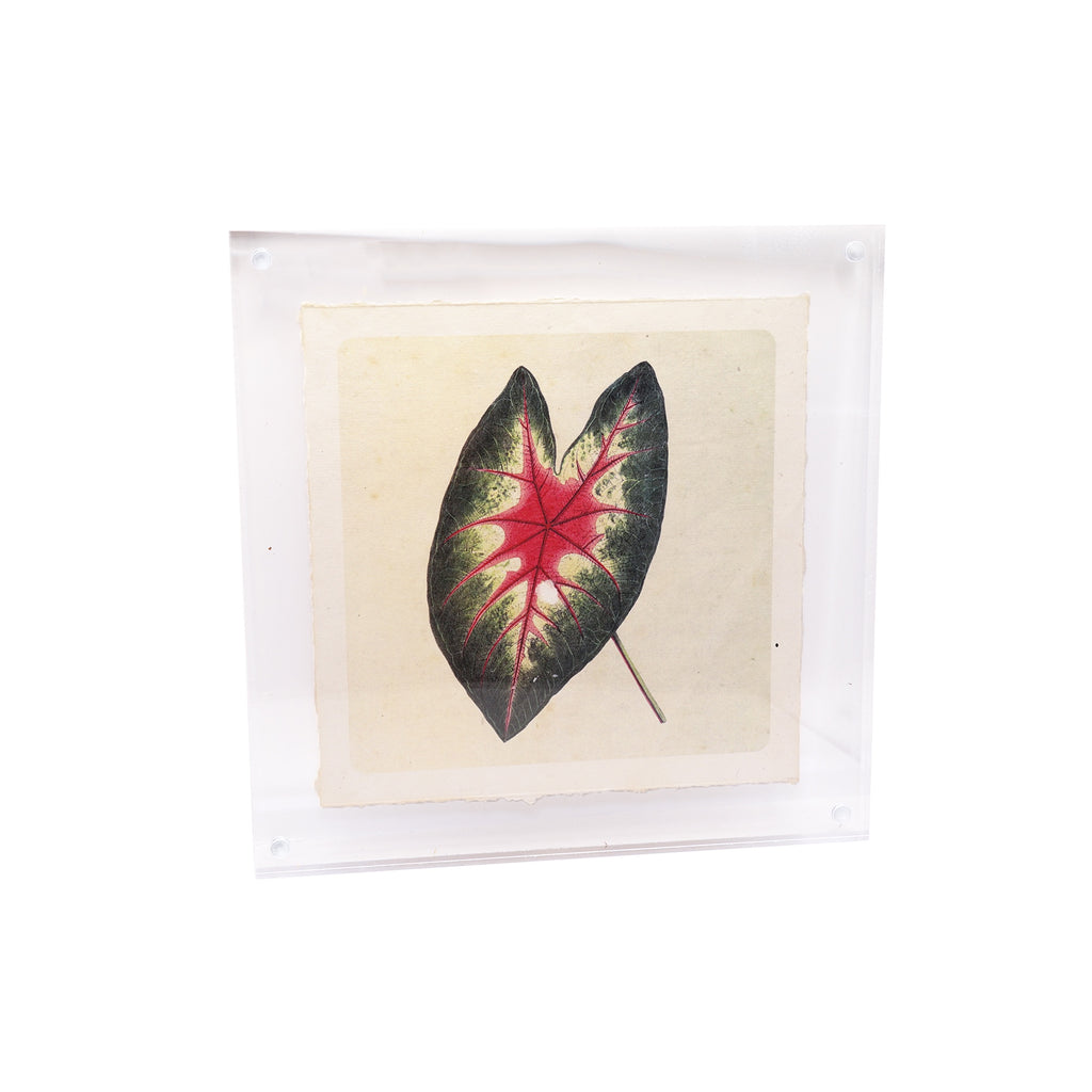 Acrylic Frames