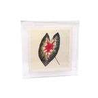 Acrylic Frames