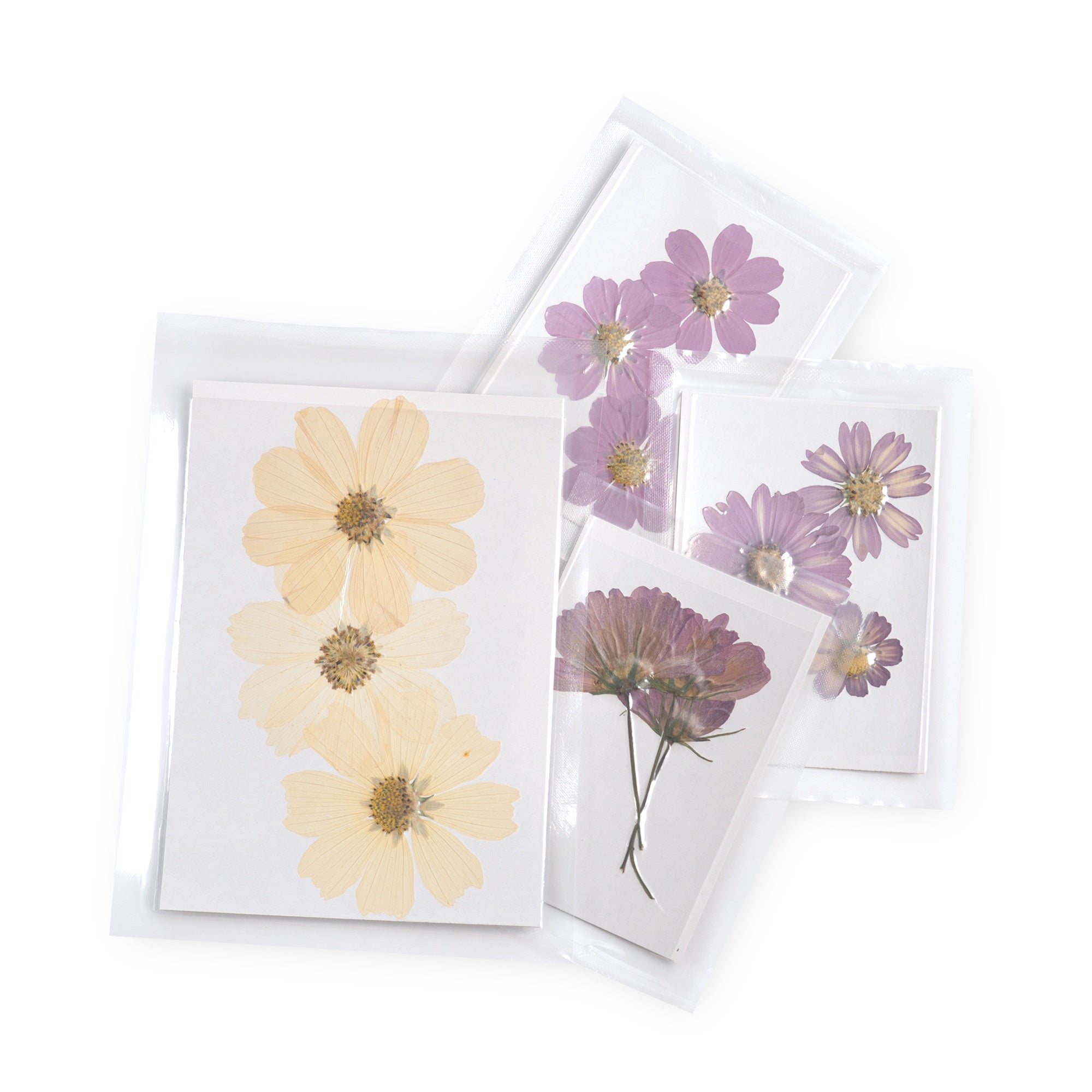 Large Pressed Botanicals- Cosmos